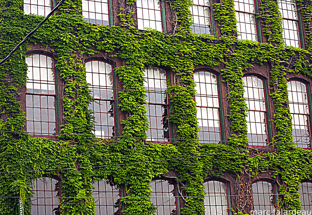 Ivy is neatly trimmed around the window frames of a building.