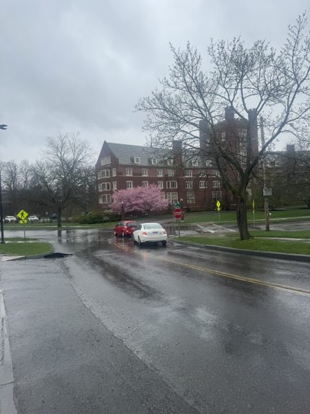 The Cornell University campus in spring--the pavement is wet, a beautiful brick building is in the background with a pink flowering crabapple tree in front of it.