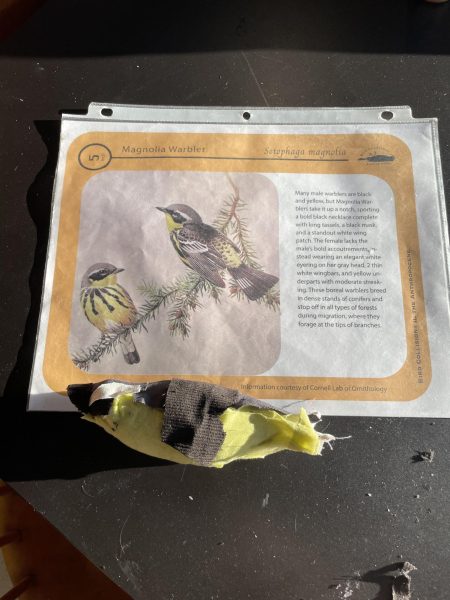 A felt bird creation of a magnolia warbler.