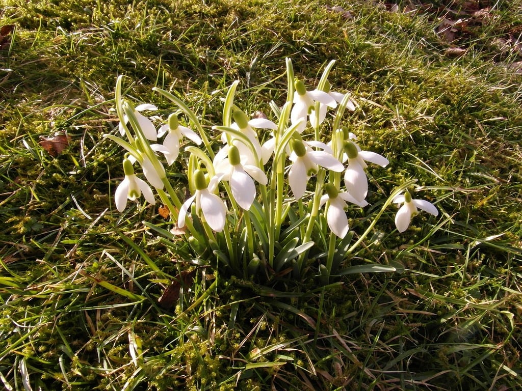 A bunch of white snowdrops has flowered in early season grass that is just starting to turn greener.