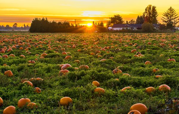 The green field is loaded with pumpkins in the field. The sun sets behind a house and tree line in the background.