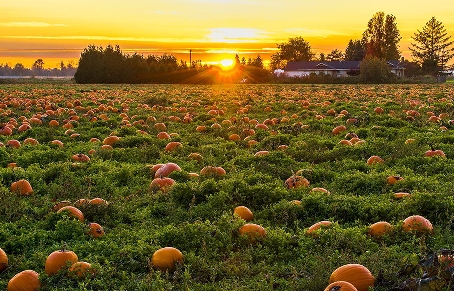 The green field is loaded with pumpkins in the field. The sun sets behind a house and tree line in the background.